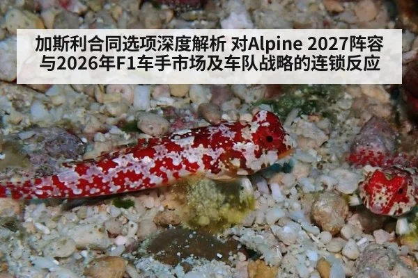 加斯利合同选项深度解析 对Alpine 2027阵容与2026年F1车手市场及车队战略的连锁反应